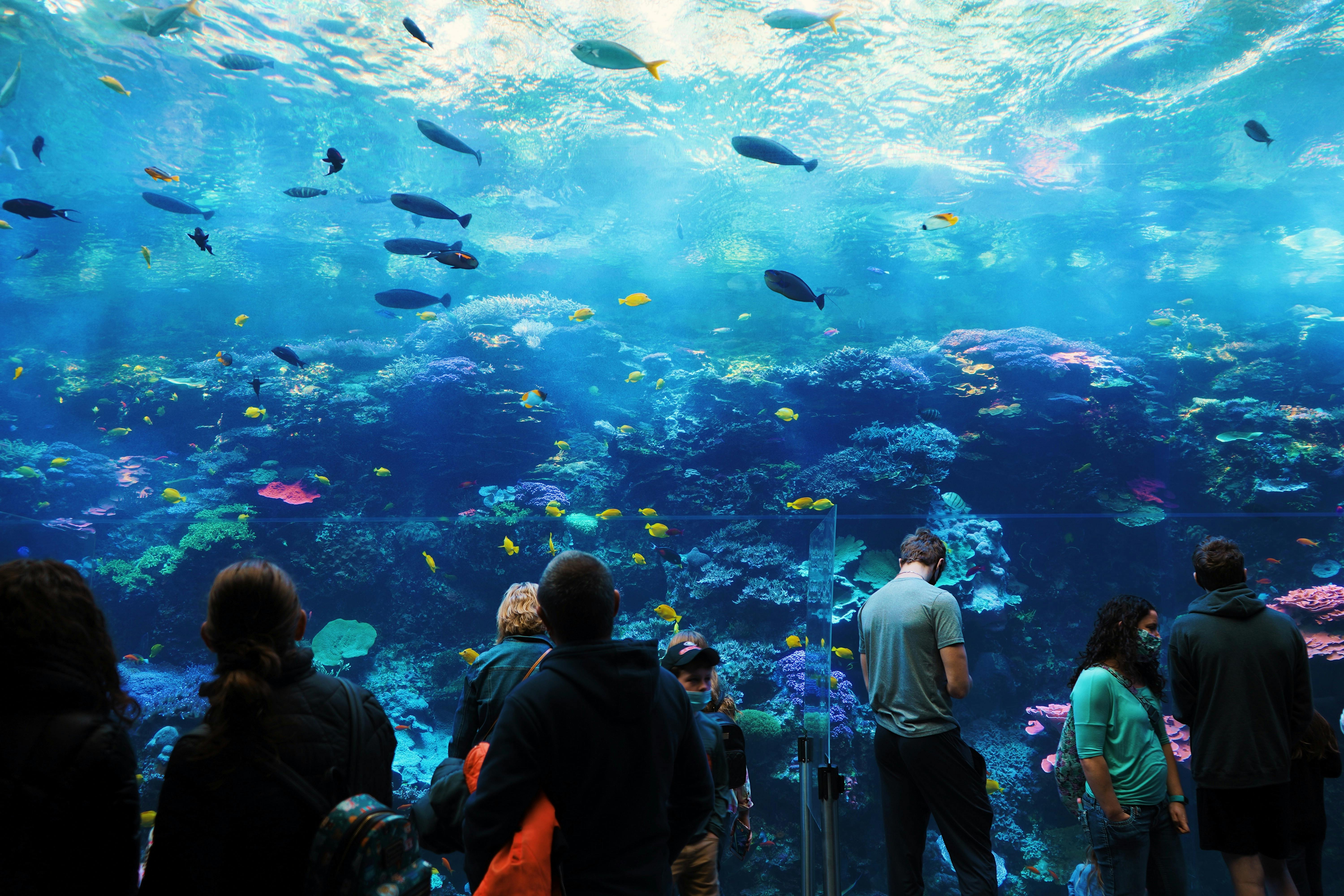 SEA Aquarium